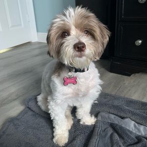 Meet your Posher, Giovanni